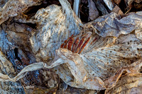 Decay and Rebirth