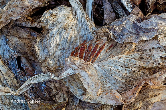 Decay and Rebirth