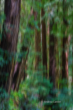 Muir Woods S5677XBDBz