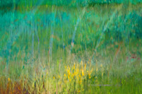 May ("Monet's Meadow")