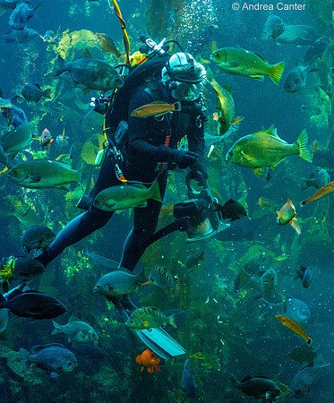 Monterey Bay Aquarium (feeding time) 59166z