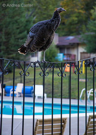 Big Sur Turkey at the pool 59200z
