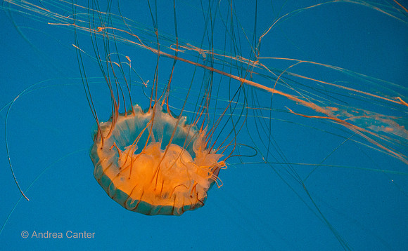 Monterey Bay Aquarium -- Jellyfish 58824z